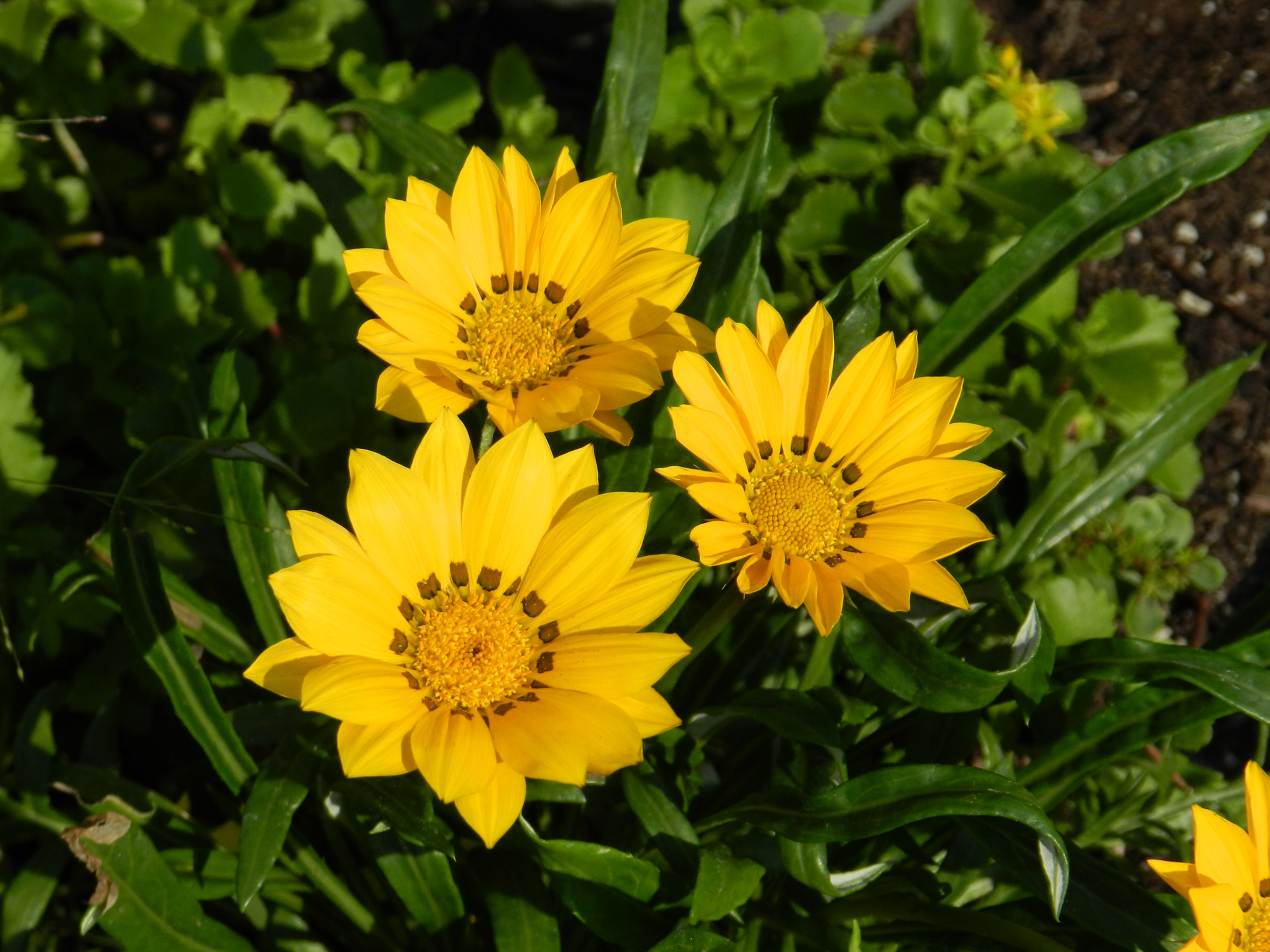 gazania yellow flowers free photo