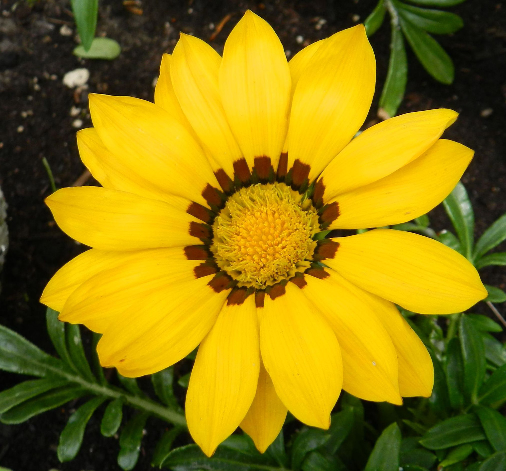 gazania flowers yellow free photo