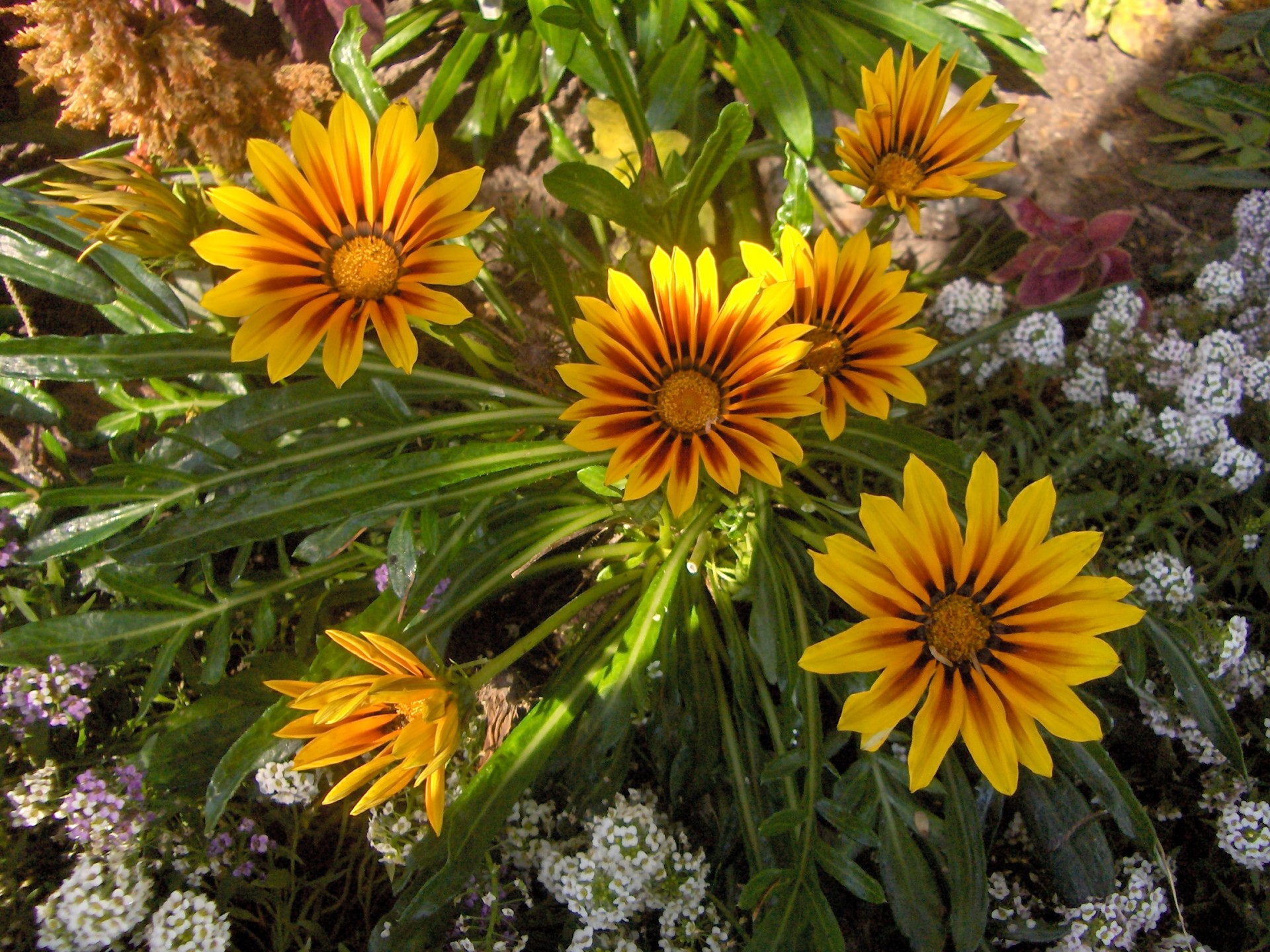 flowers gazania orange free photo