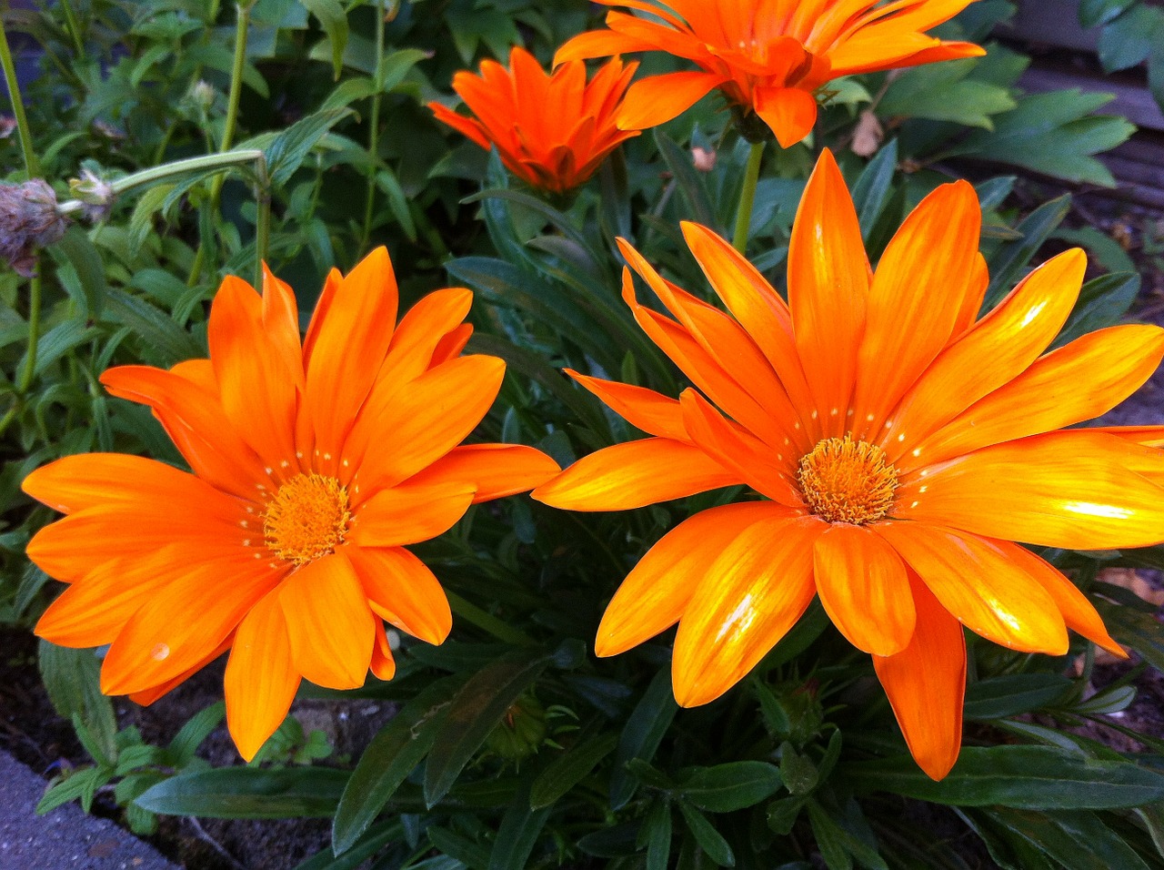 gazania splendens garden plant orange free photo