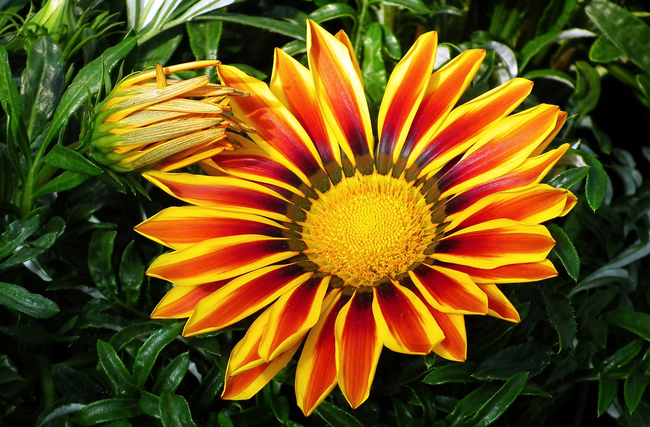 gazania wielkokwiatowa  color  garden free photo