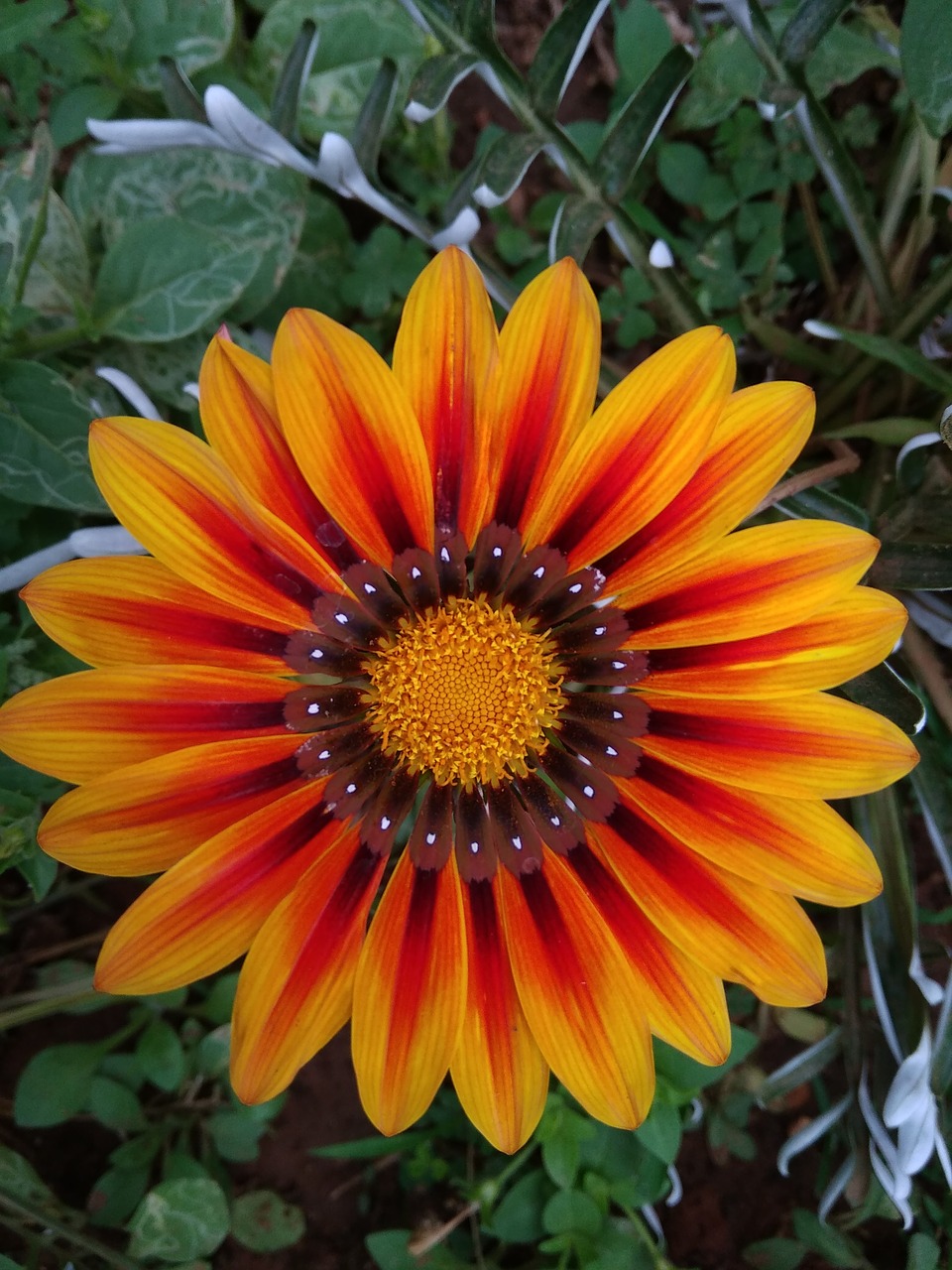 gazanias  flower  nature free photo