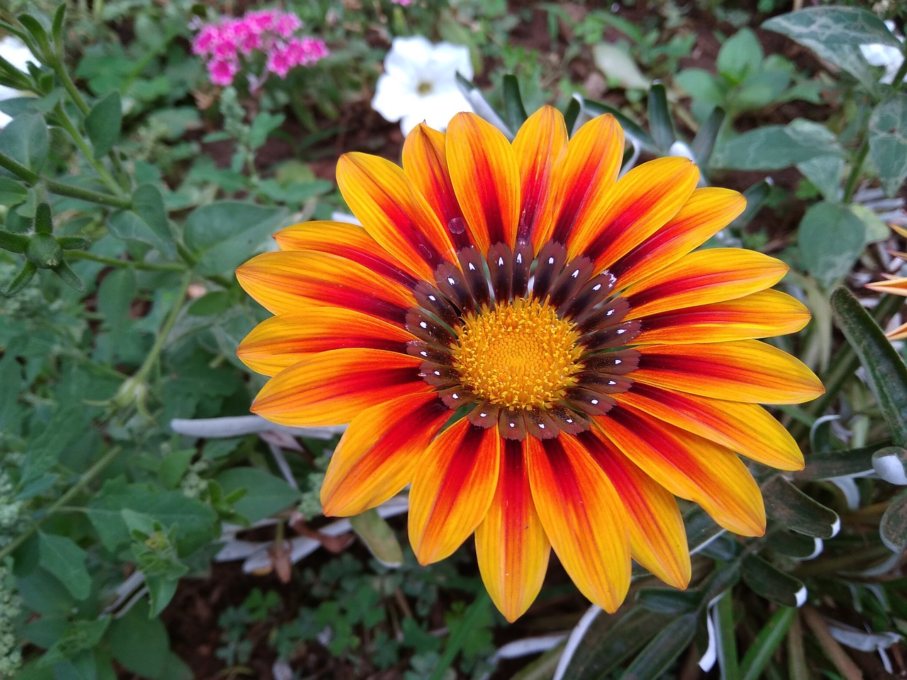 gazanias  flower  nature free photo