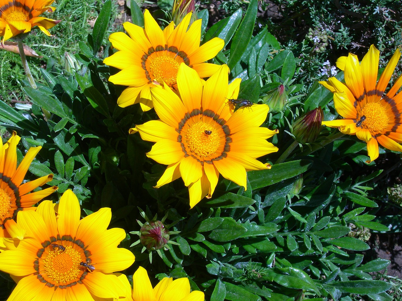 gazanias flowers yellow free photo