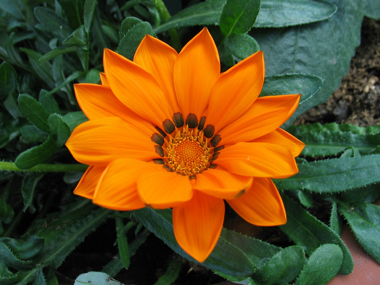 gazanie summer flower orange free photo