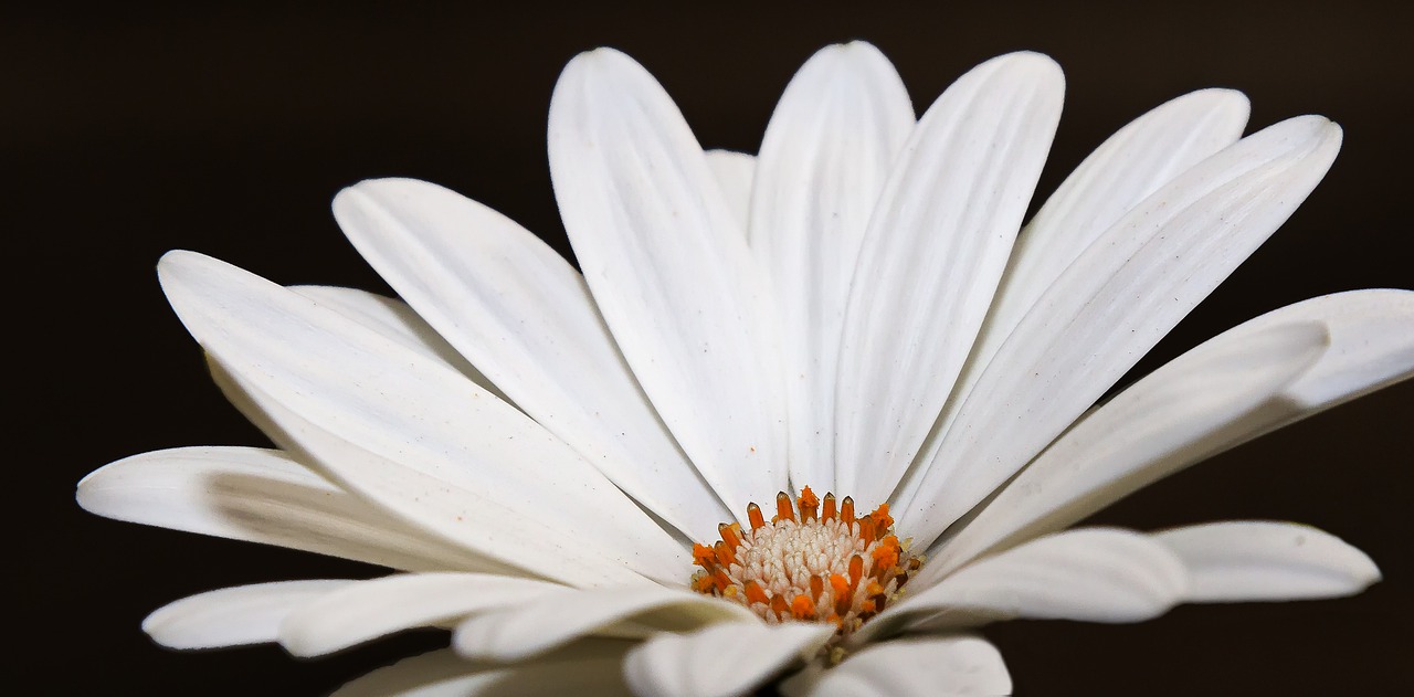 gazanie  white  blossom free photo