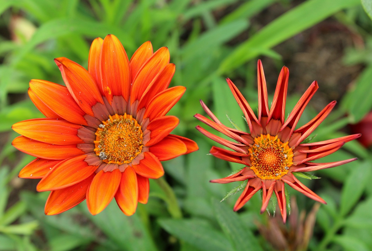 gazanie  flowers  gazania free photo