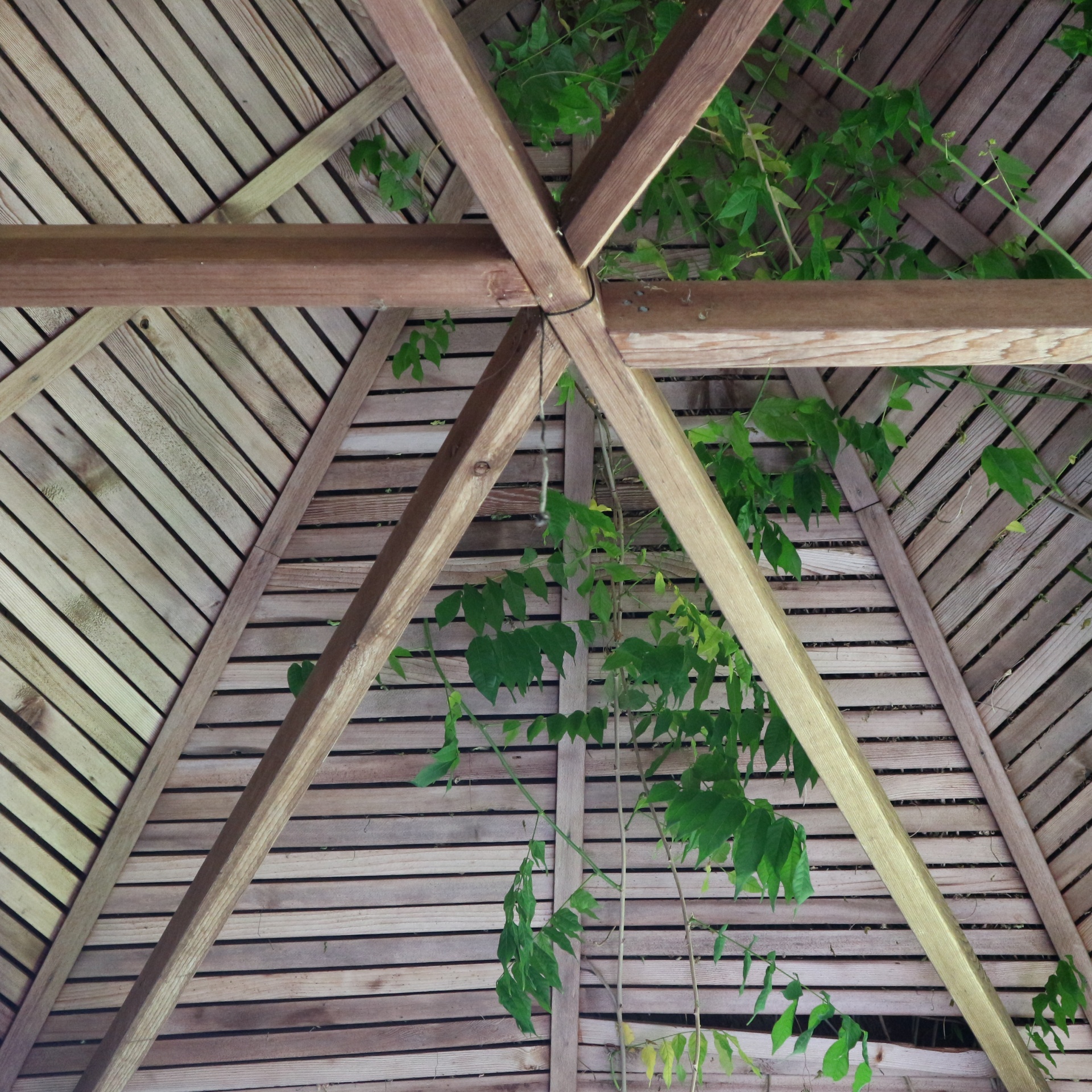 gazebo view looking free photo