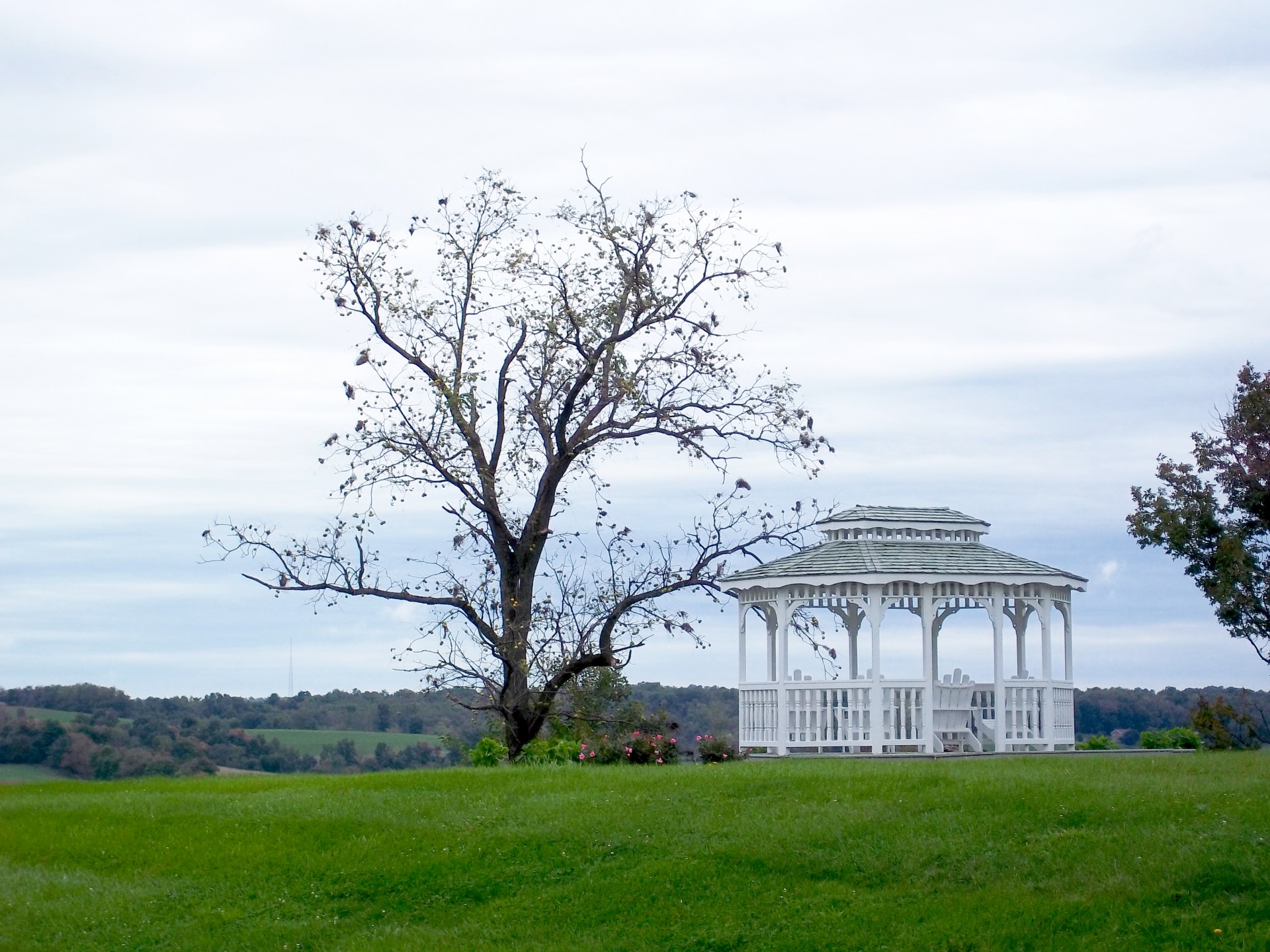 gazebo pavilion white free photo