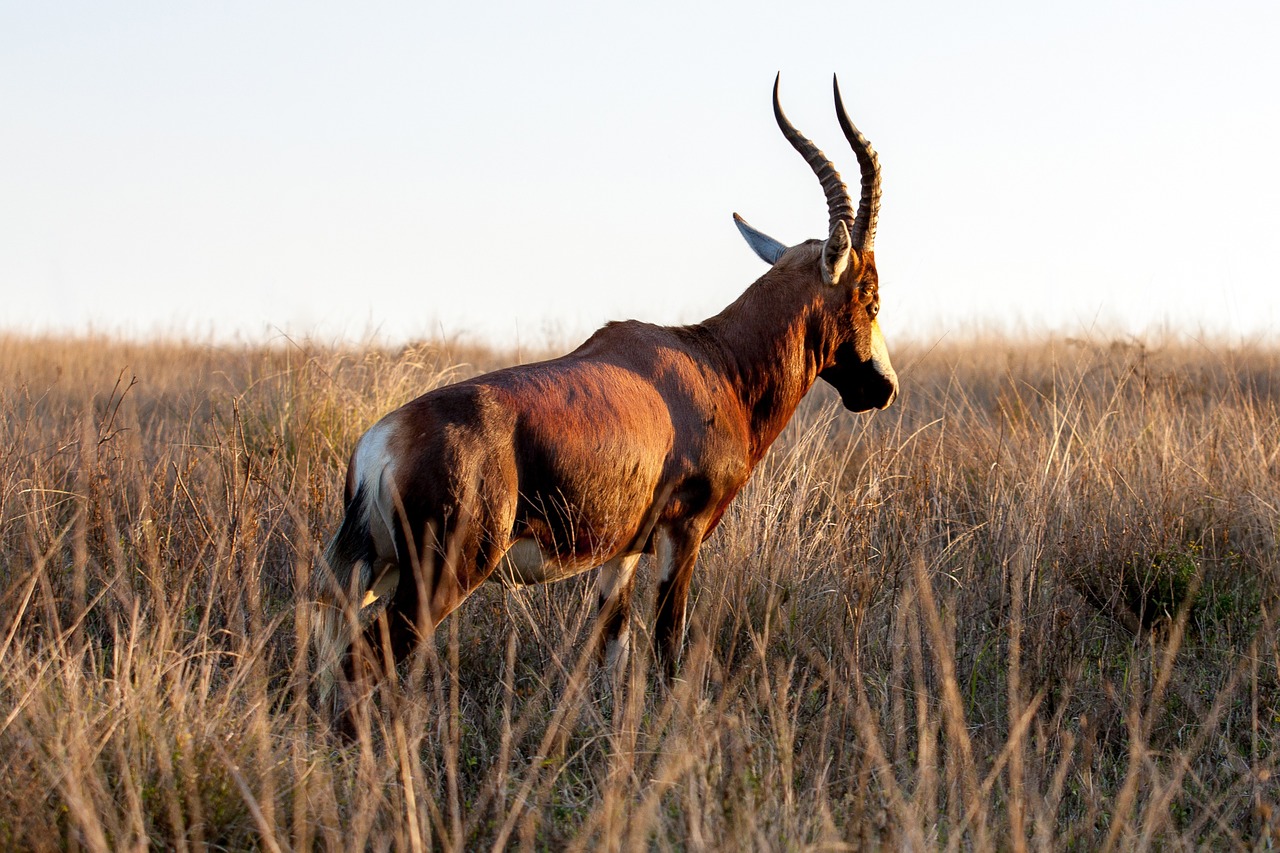 gazelle african animal free photo