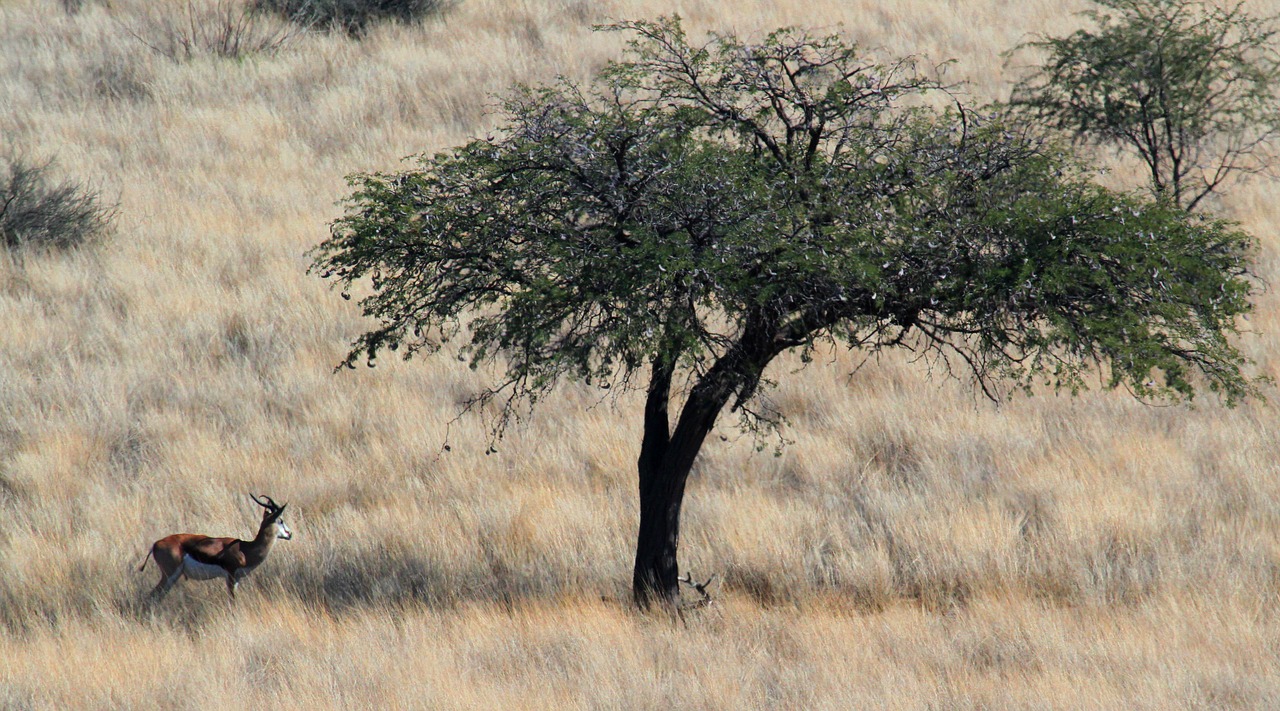 gazelle savannah springbok free photo