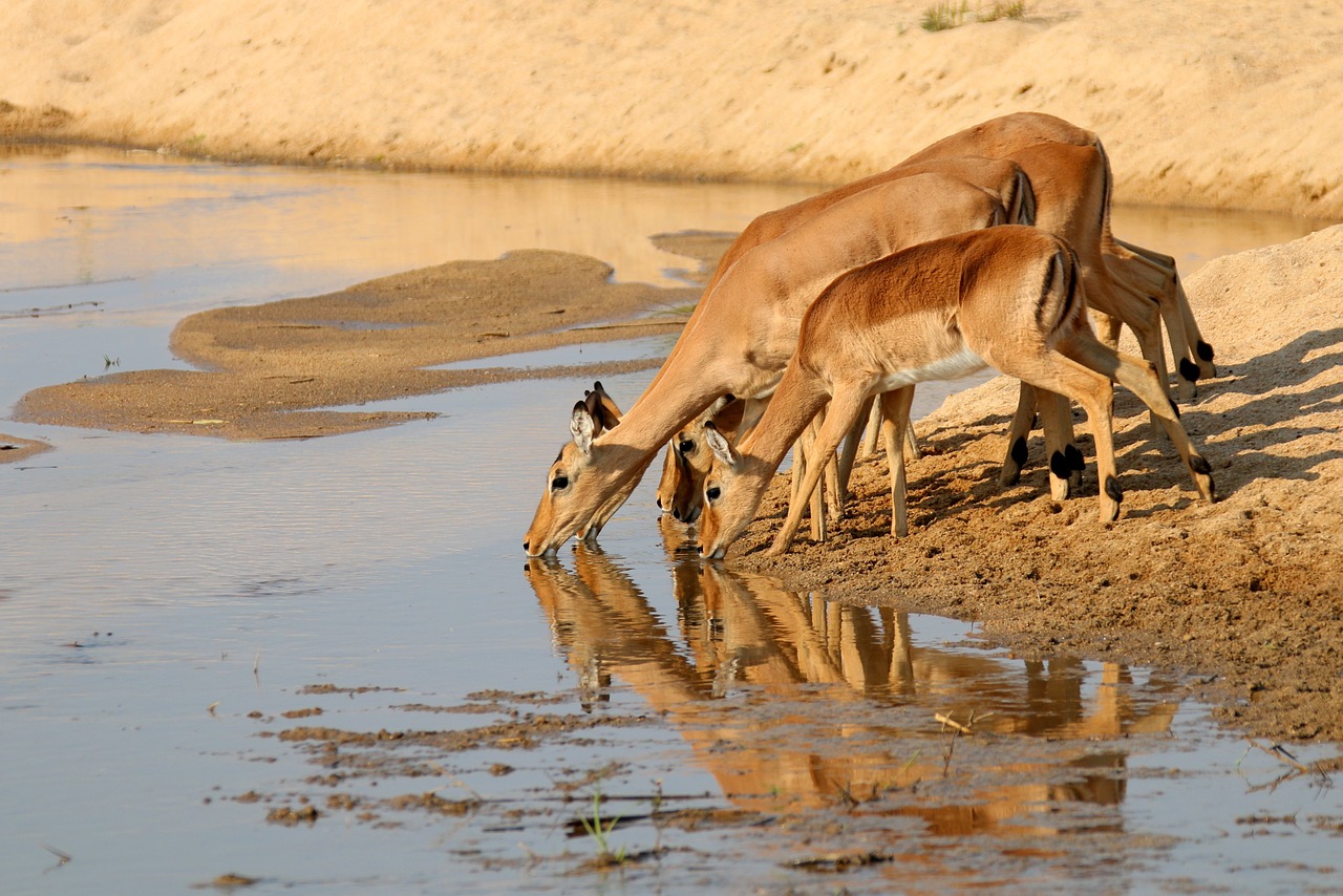 gazelle antelope kudu free photo