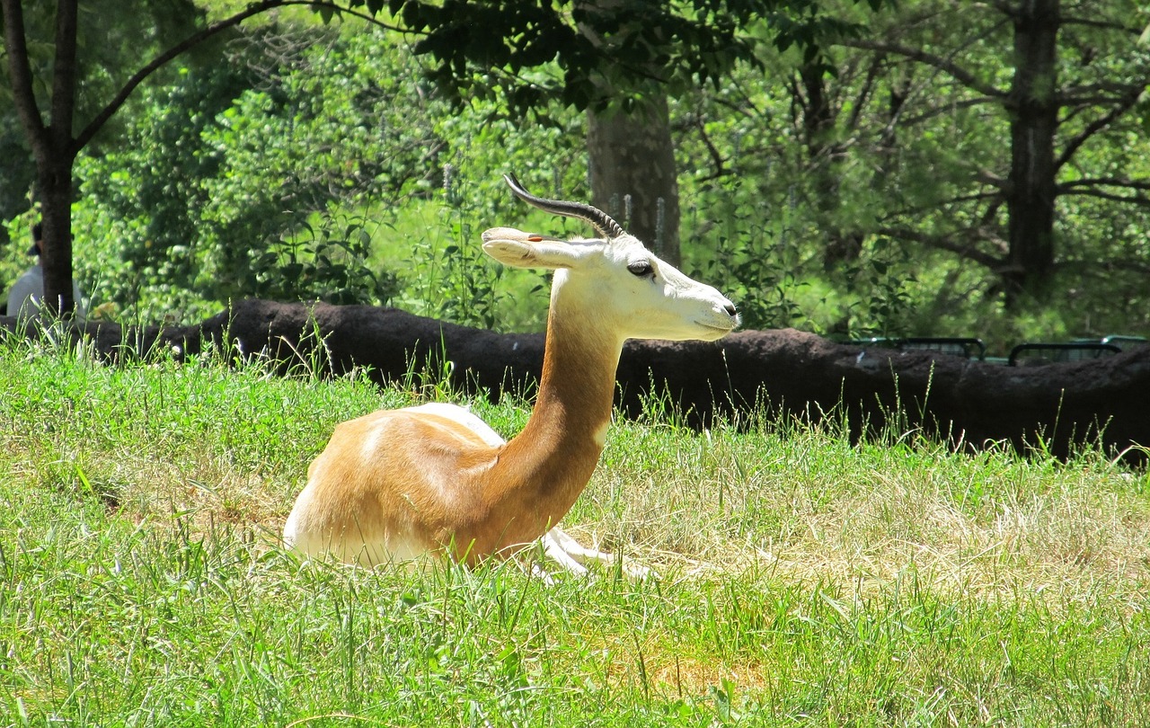 gazelle antelope wildlife free photo