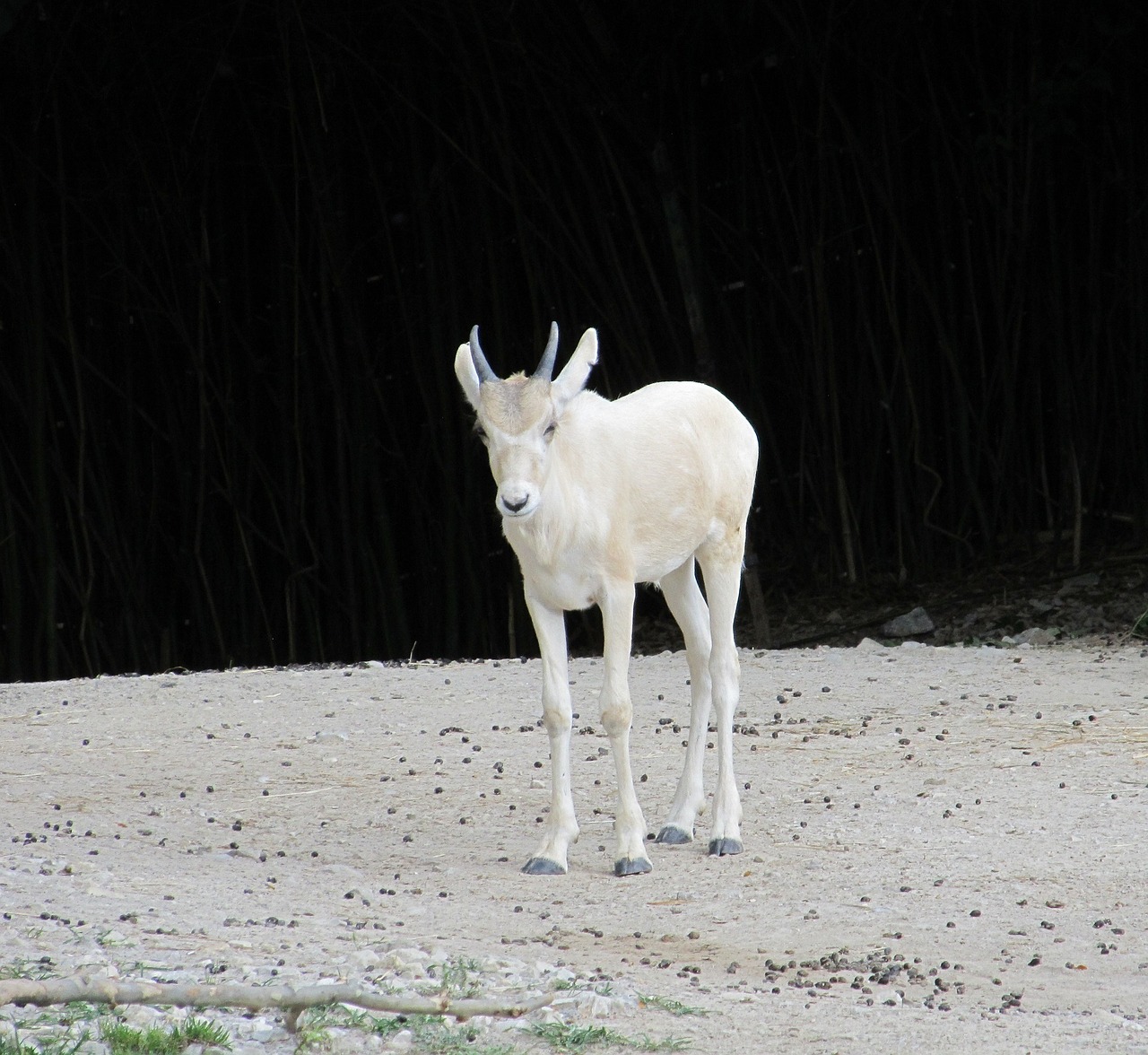 gazelle antelope wildlife free photo