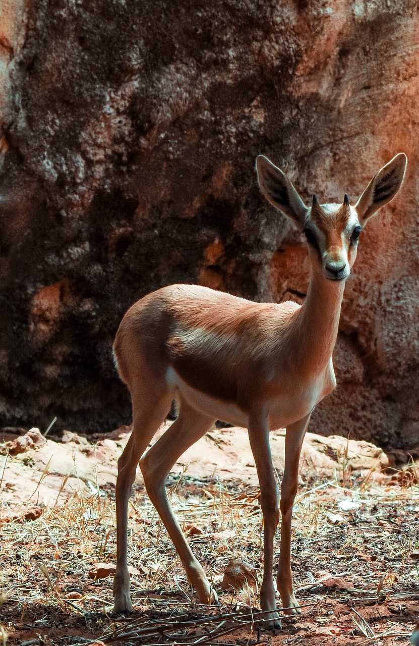 gazelle dorcas nature free photo