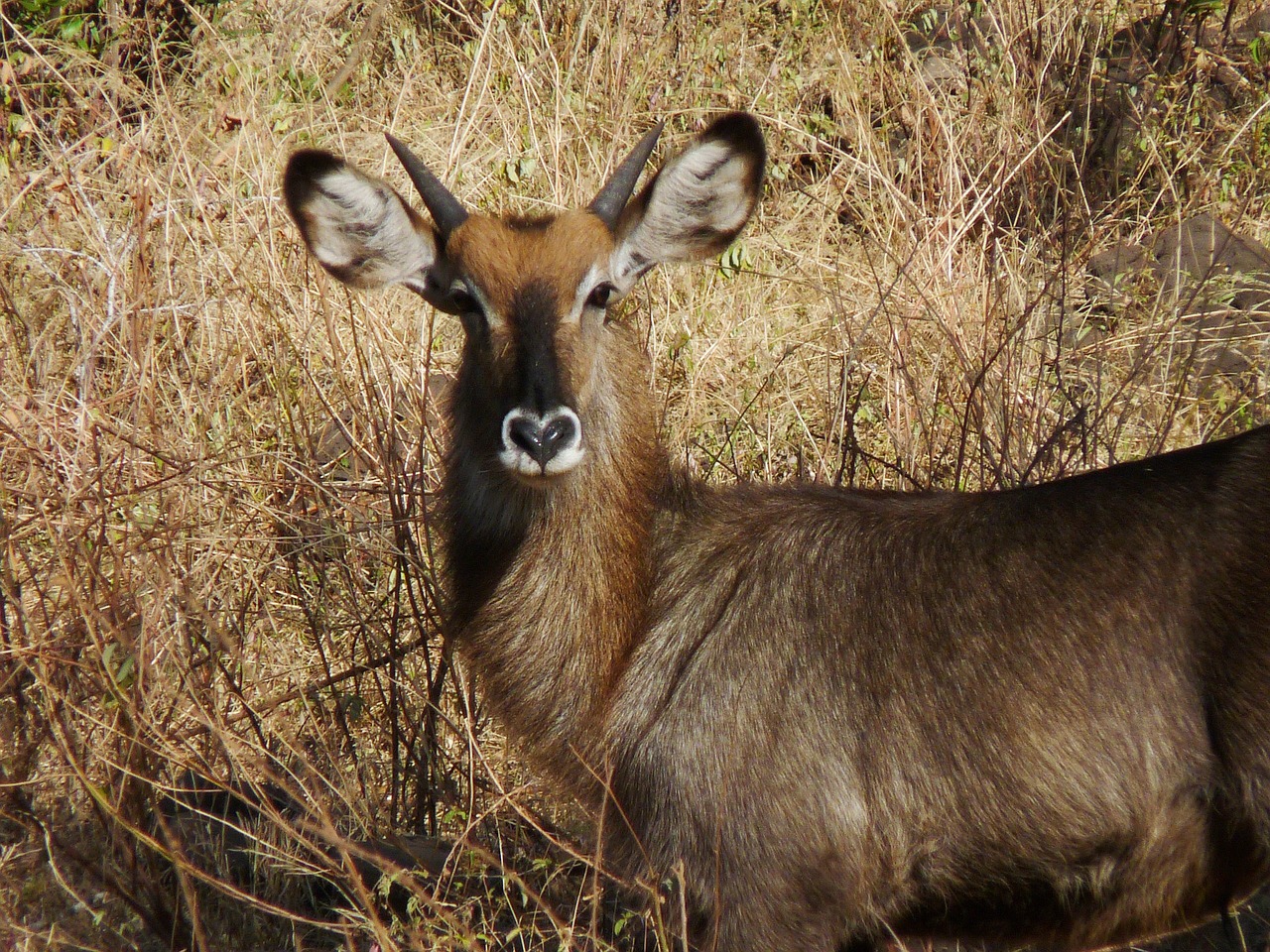 gazelle thomson tanzania free photo