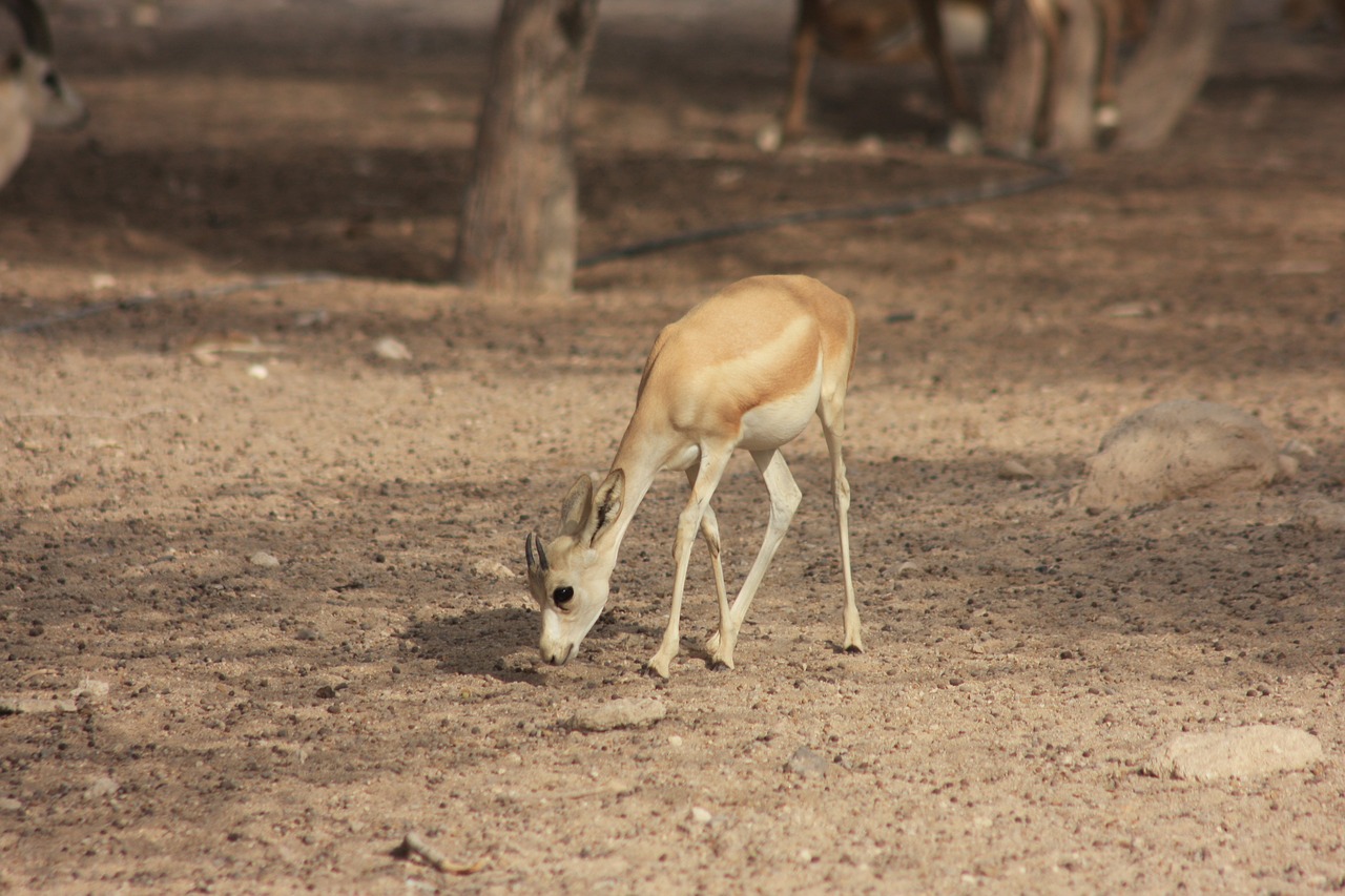 gazelle wildlife park nature park free photo