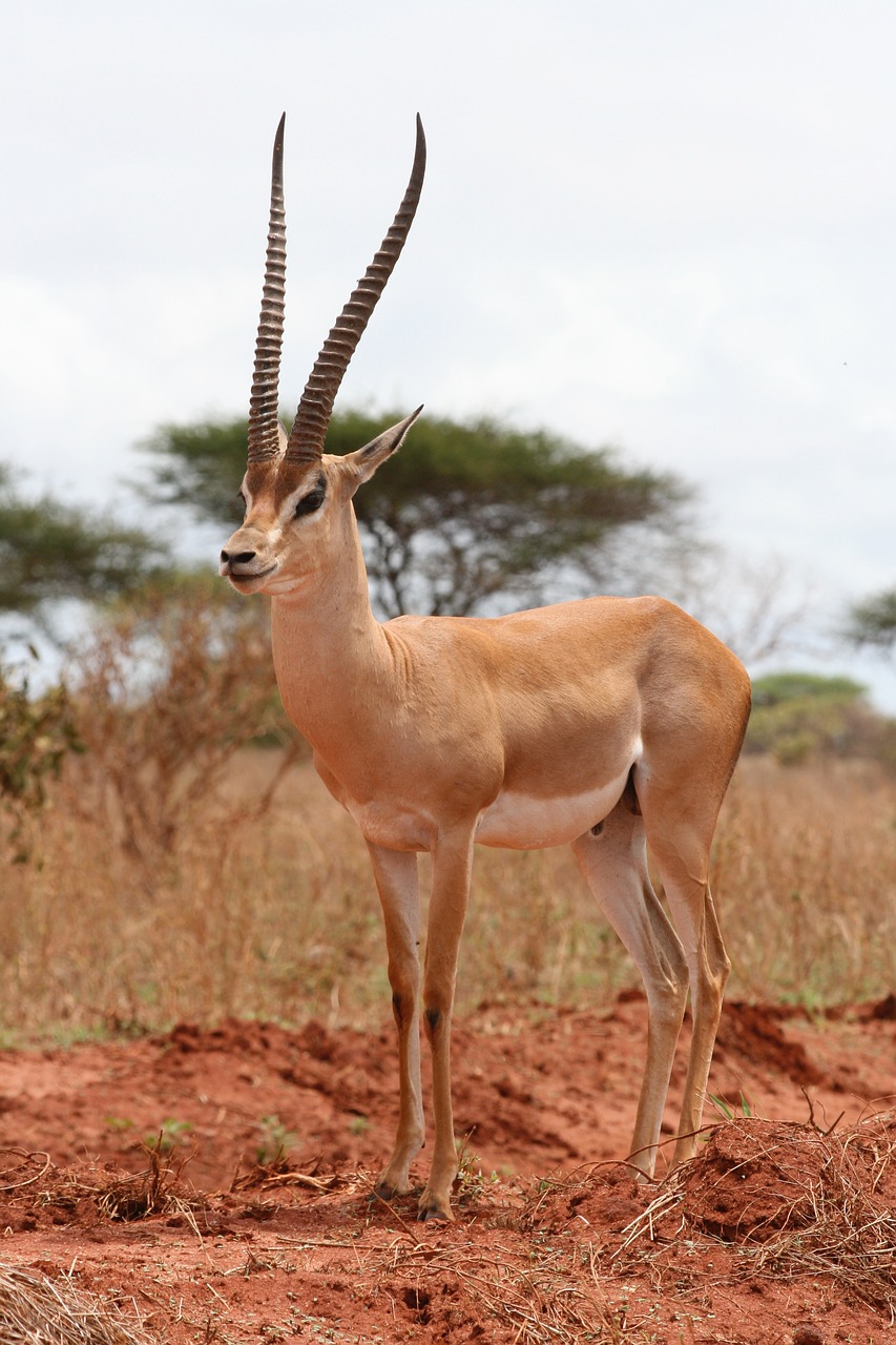 gazelle kenya safari free photo
