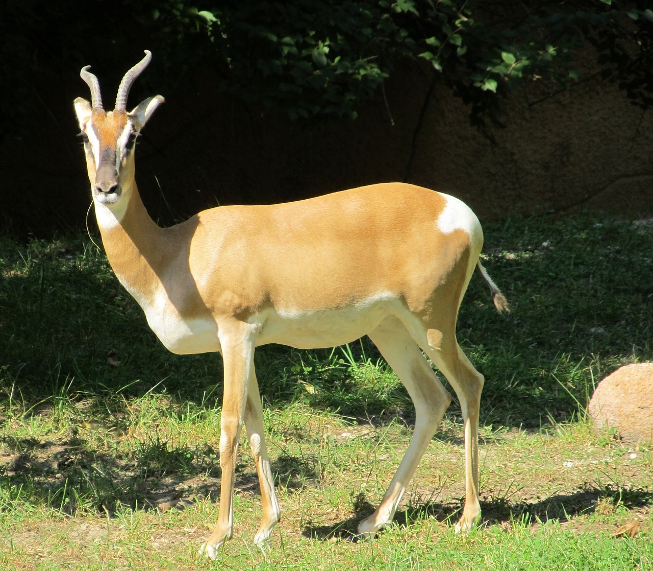 gazelle antelope wildlife free photo