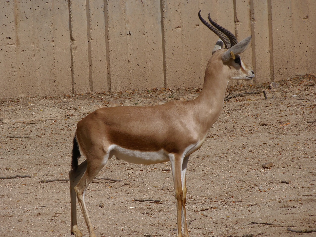 gazelle animals mammals free photo