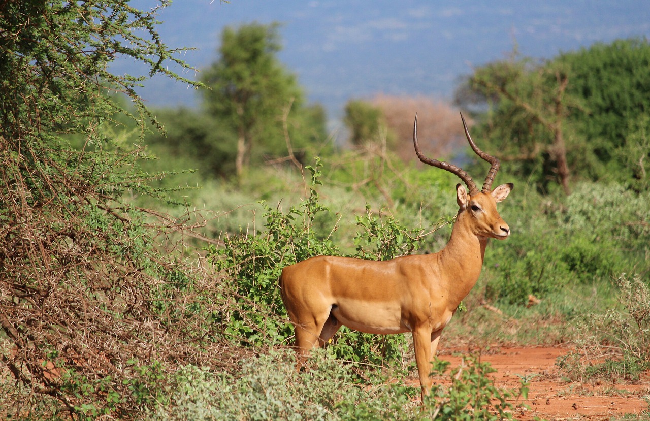 gazelle tsavo safari free photo