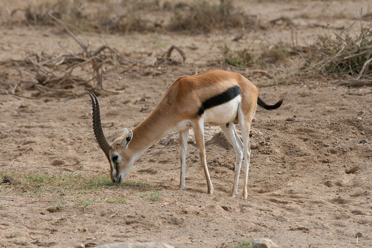 gazelle kenya safari free photo