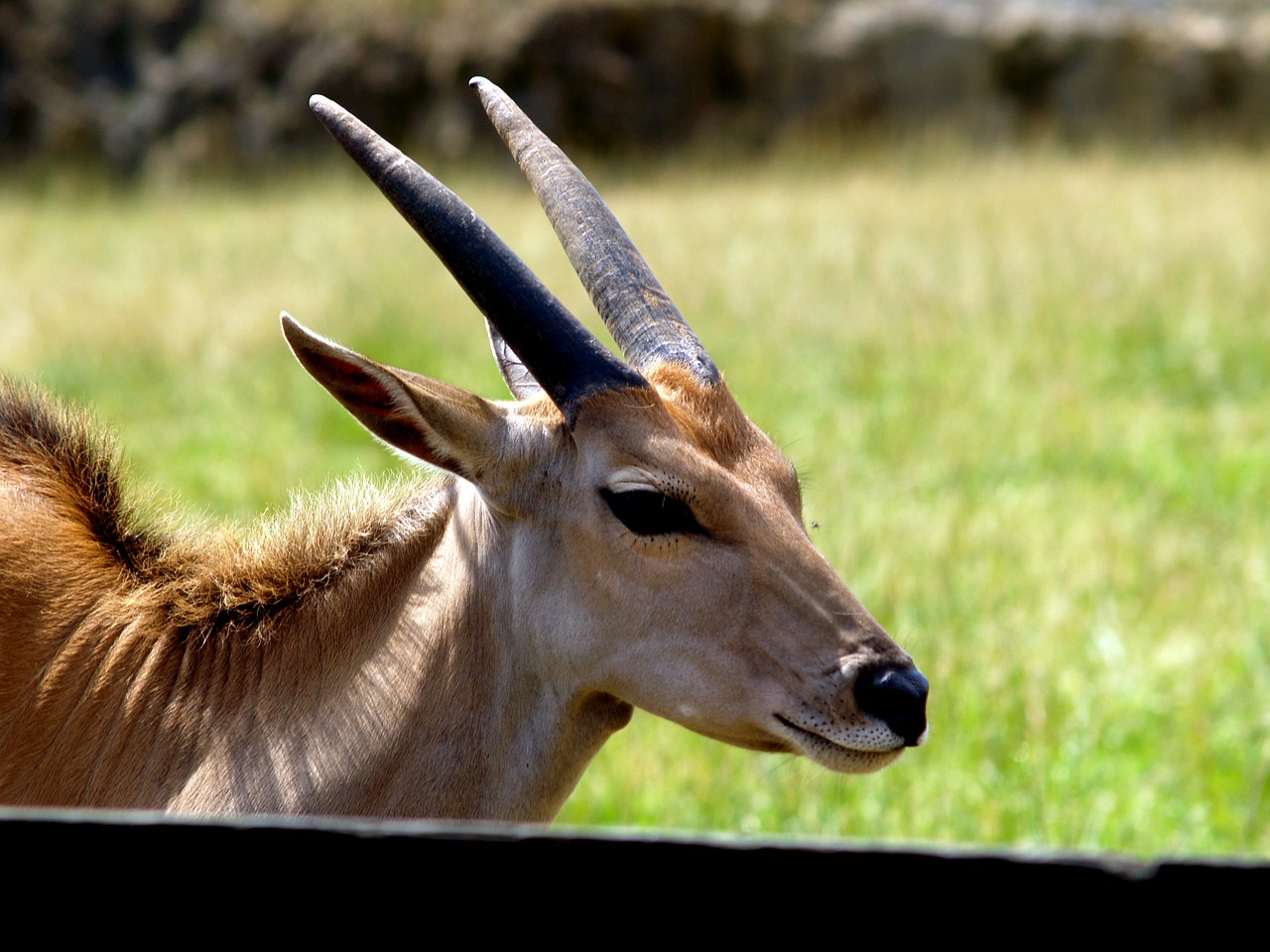 gazelle horns wild animal free photo