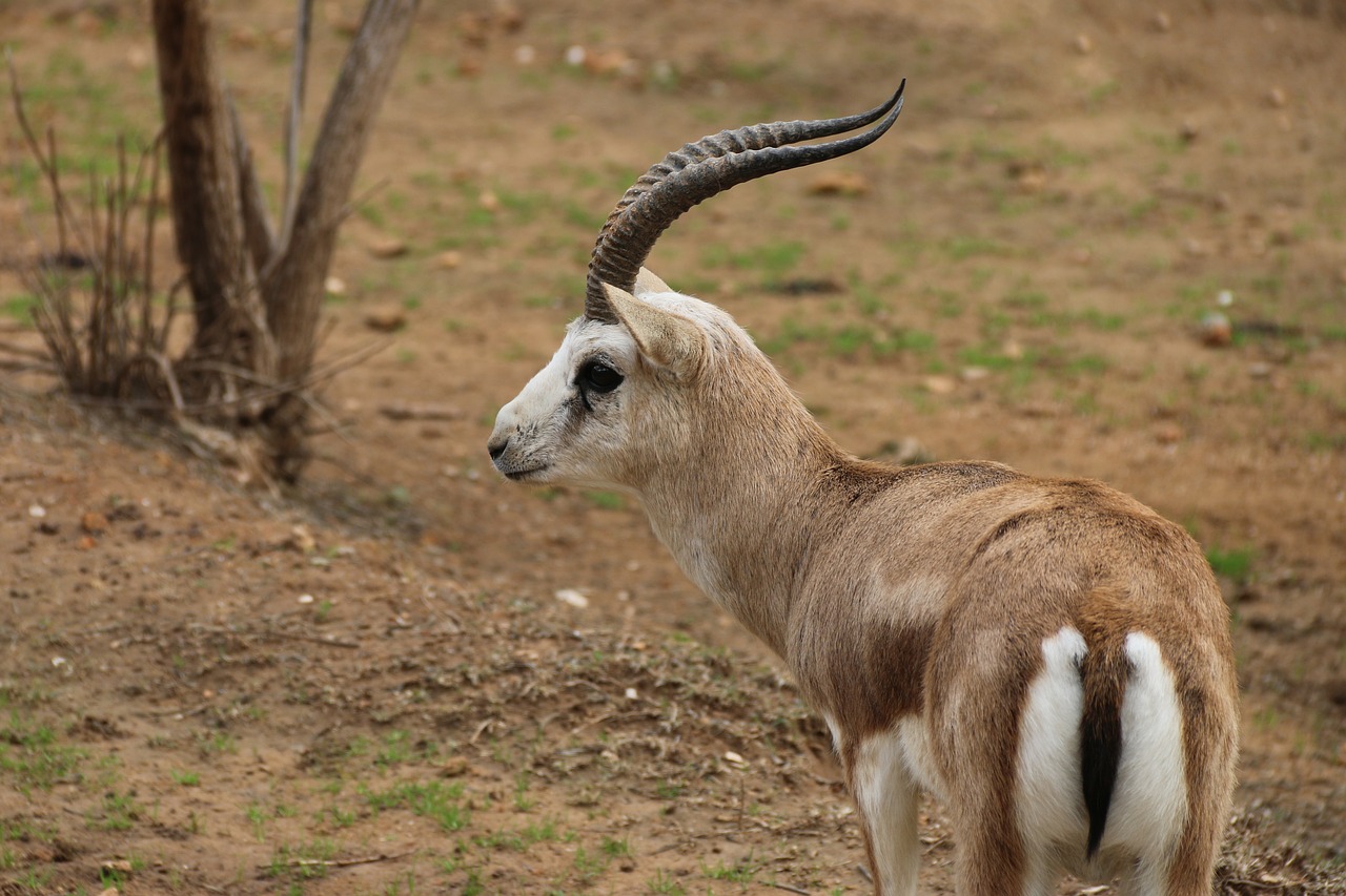 gazelle deer animal free photo