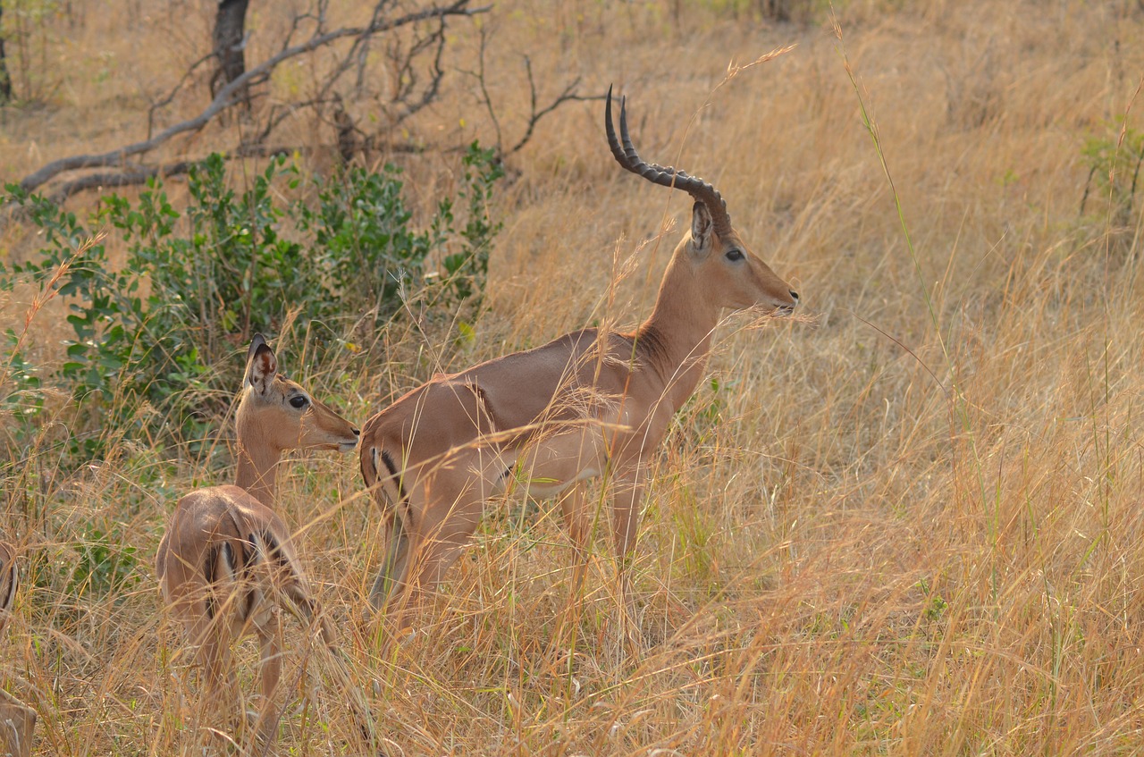 gazelle africa national park free photo