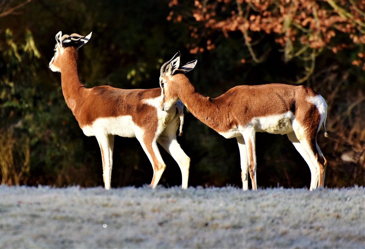 gazelle antelope wild animal free photo