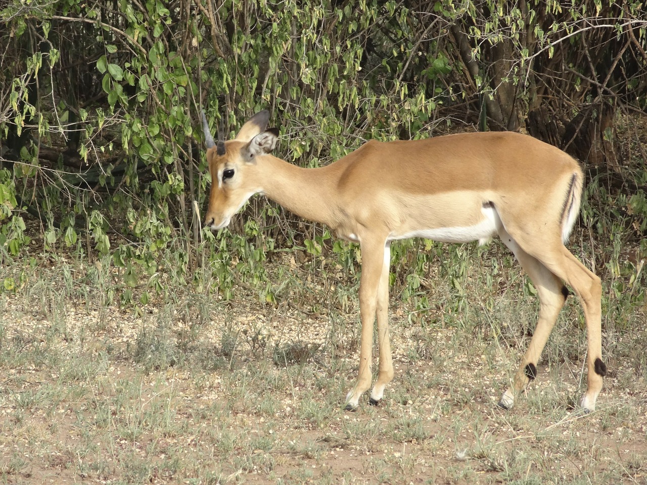 gazelle savannah female free photo