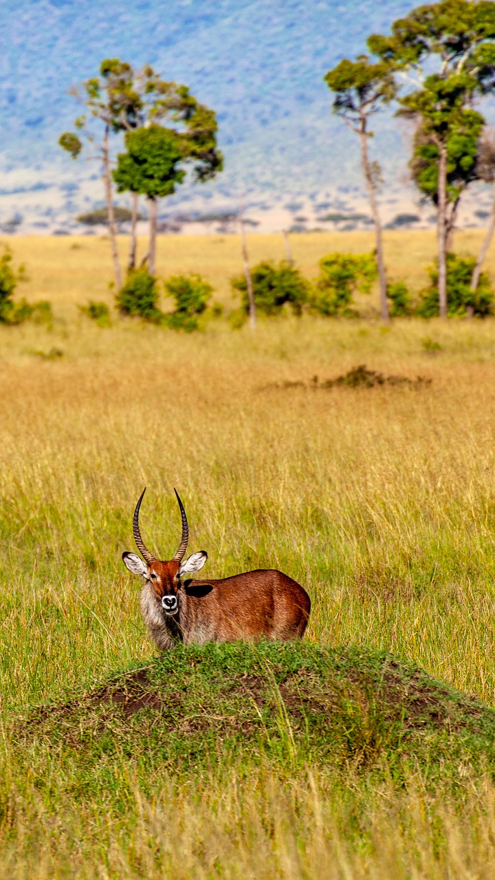 gazelle  savannah  trees free photo