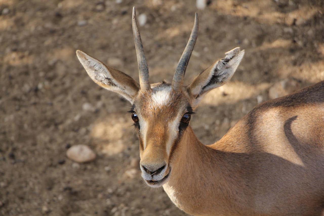 gazelle  sauvage  motion free photo