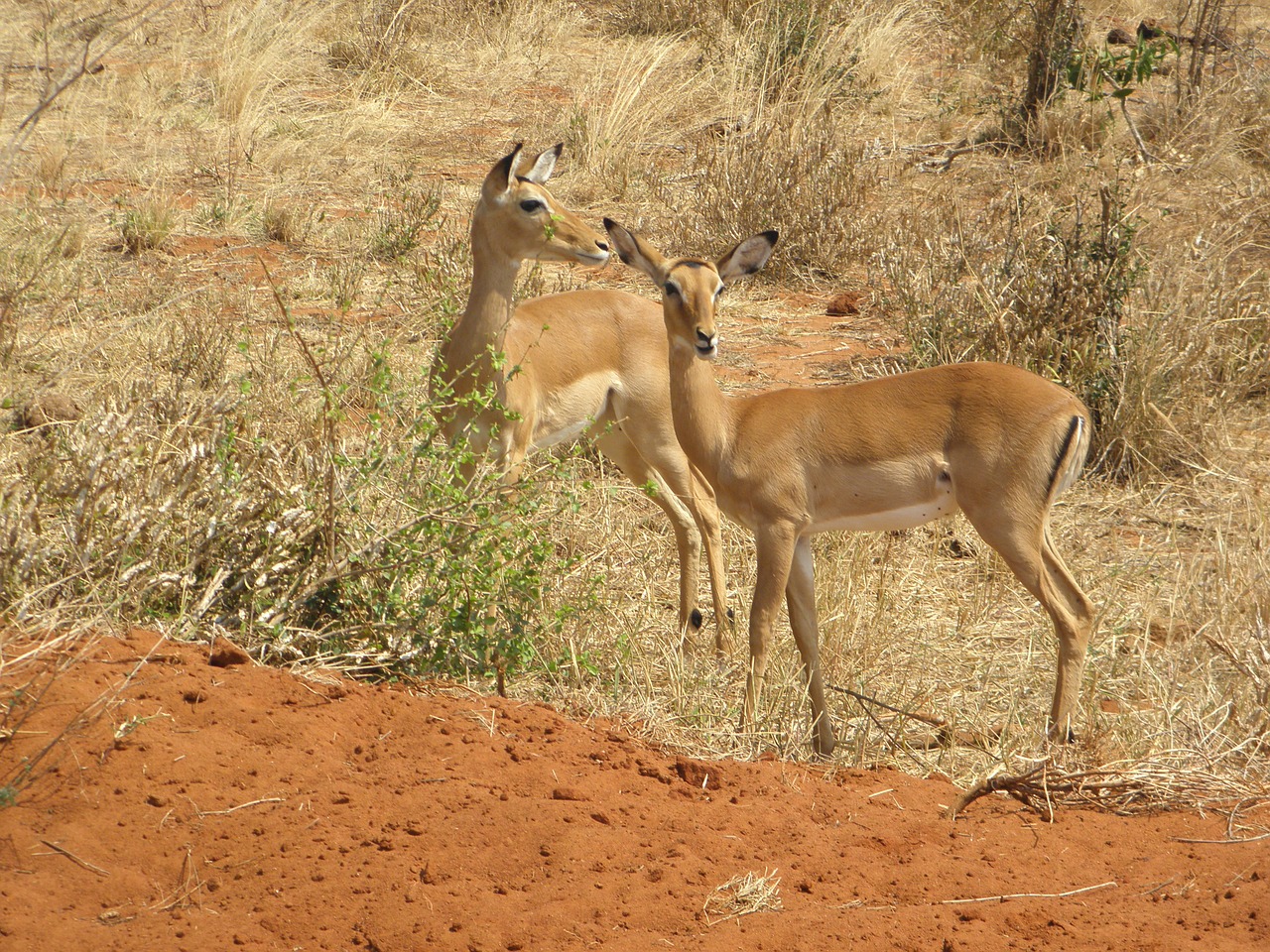 gazelle kenya wildlife free photo