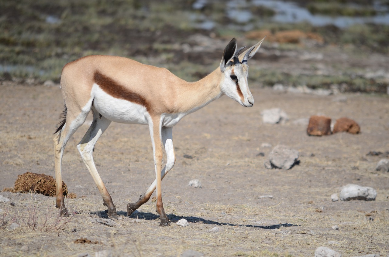 gazelle antelope etosha free photo
