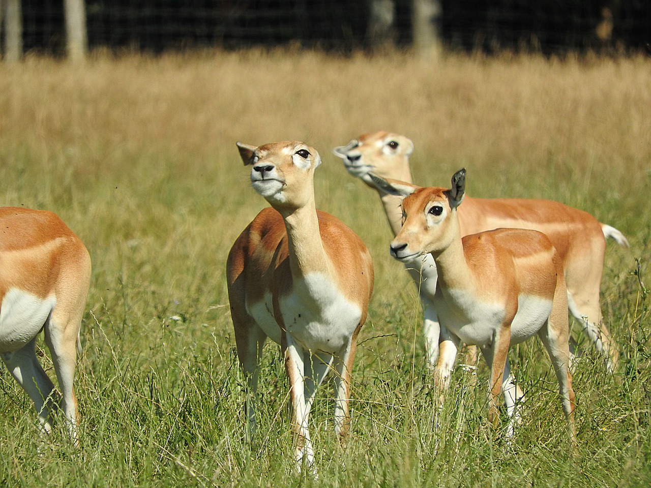 gazelle african animal wild animal free photo