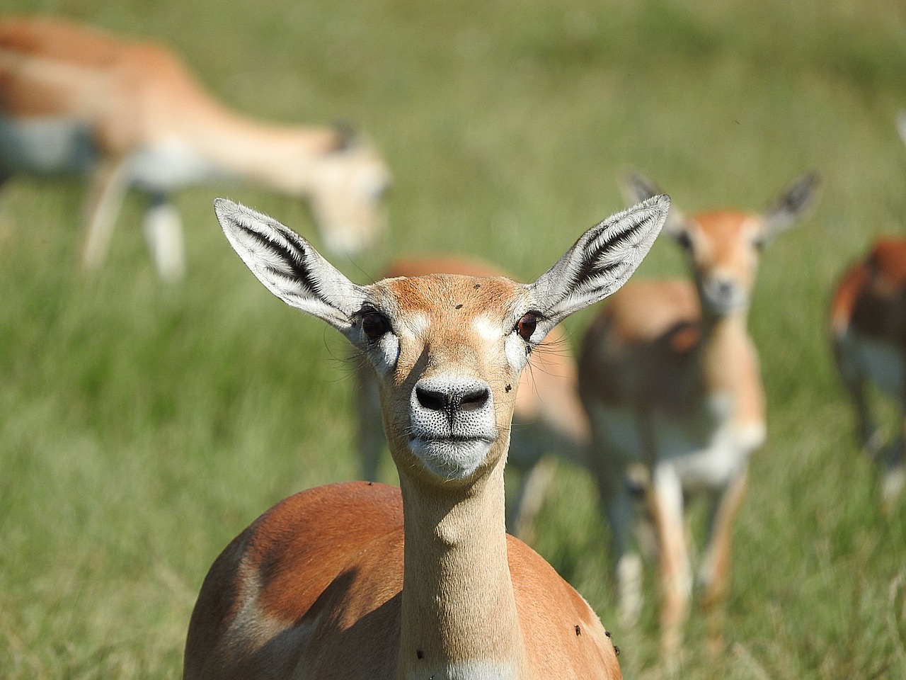 gazelle african animal wild animal free photo