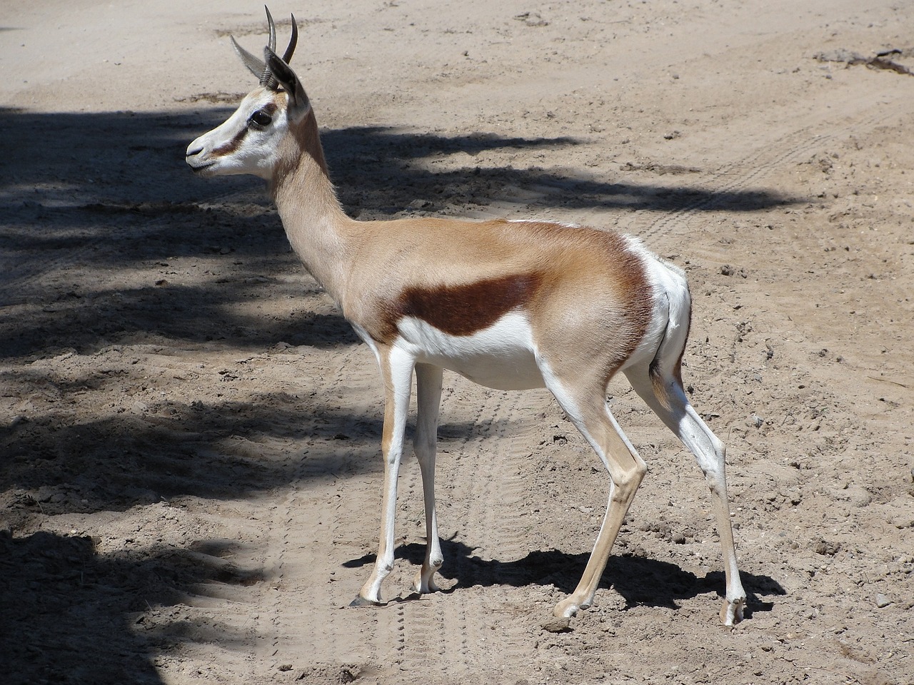 gazelle africa savannah free photo