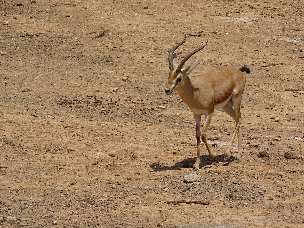 gazelle animal wild animals free photo