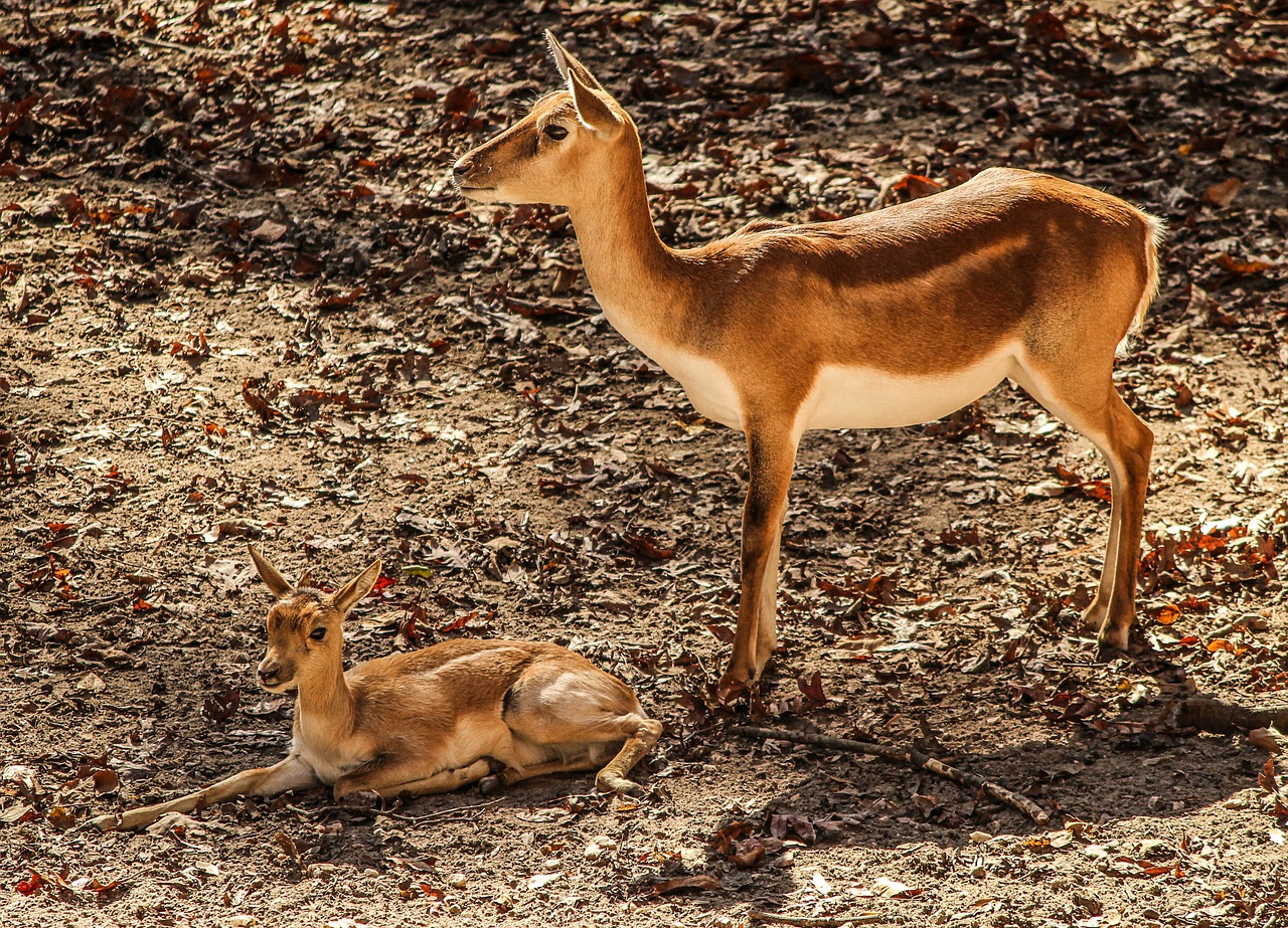 gazelle impala mother antelope free photo