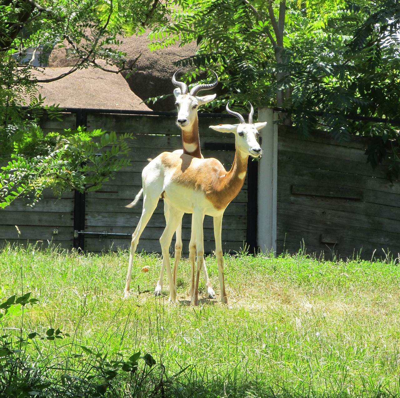 gazelles antelopes wildlife free photo