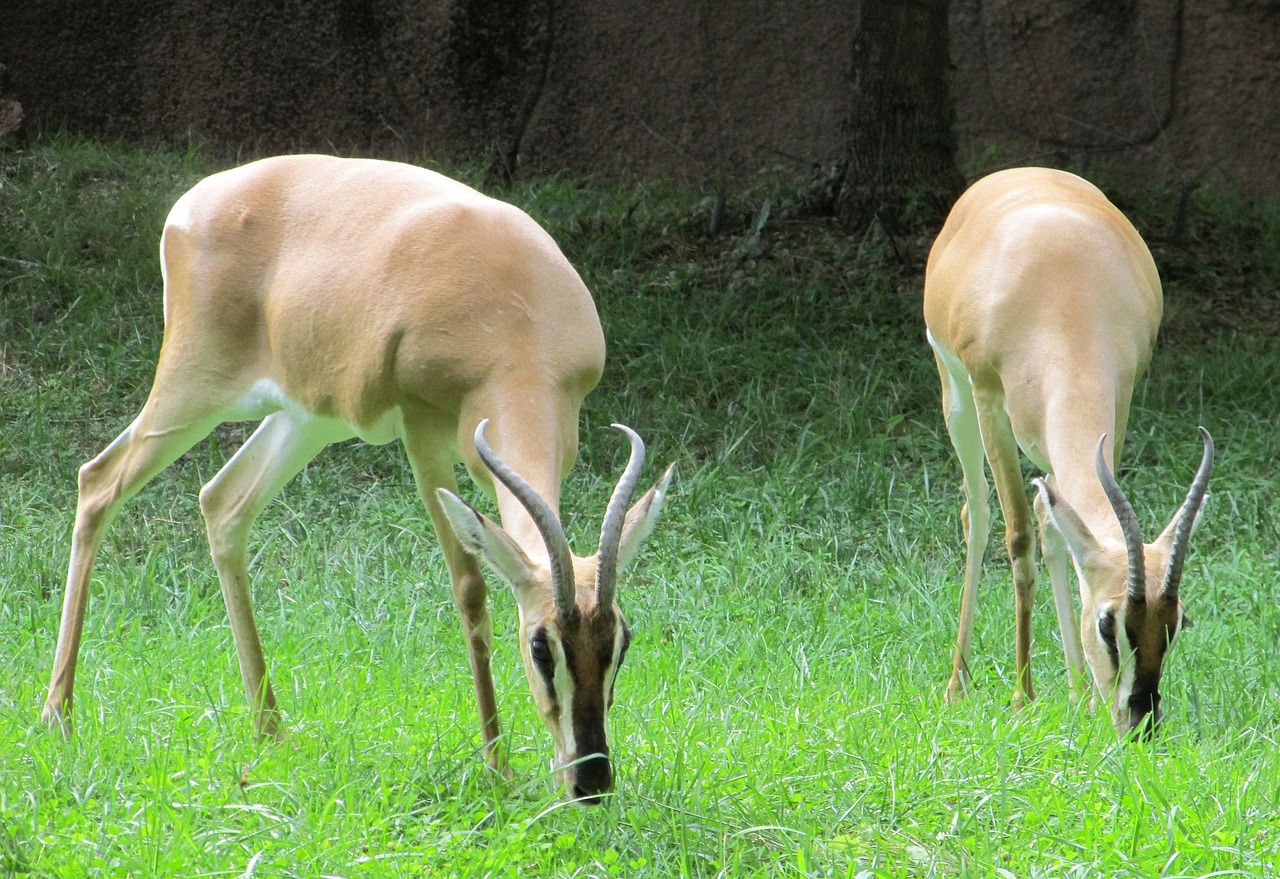 gazelles antelopes wildlife free photo