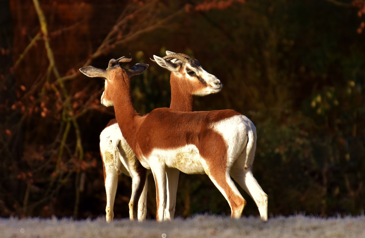 gazelles wild animals pair free photo