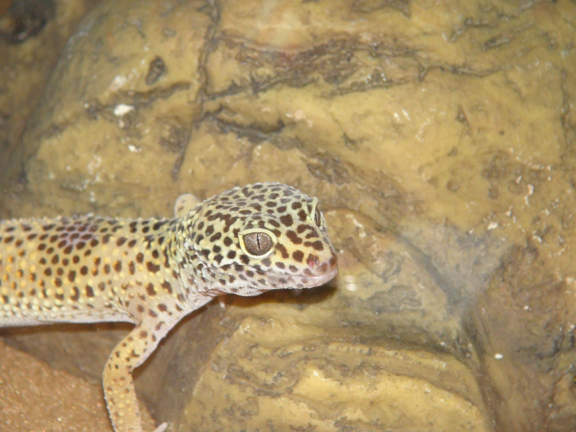 gecko aquarium gecko 1 free photo