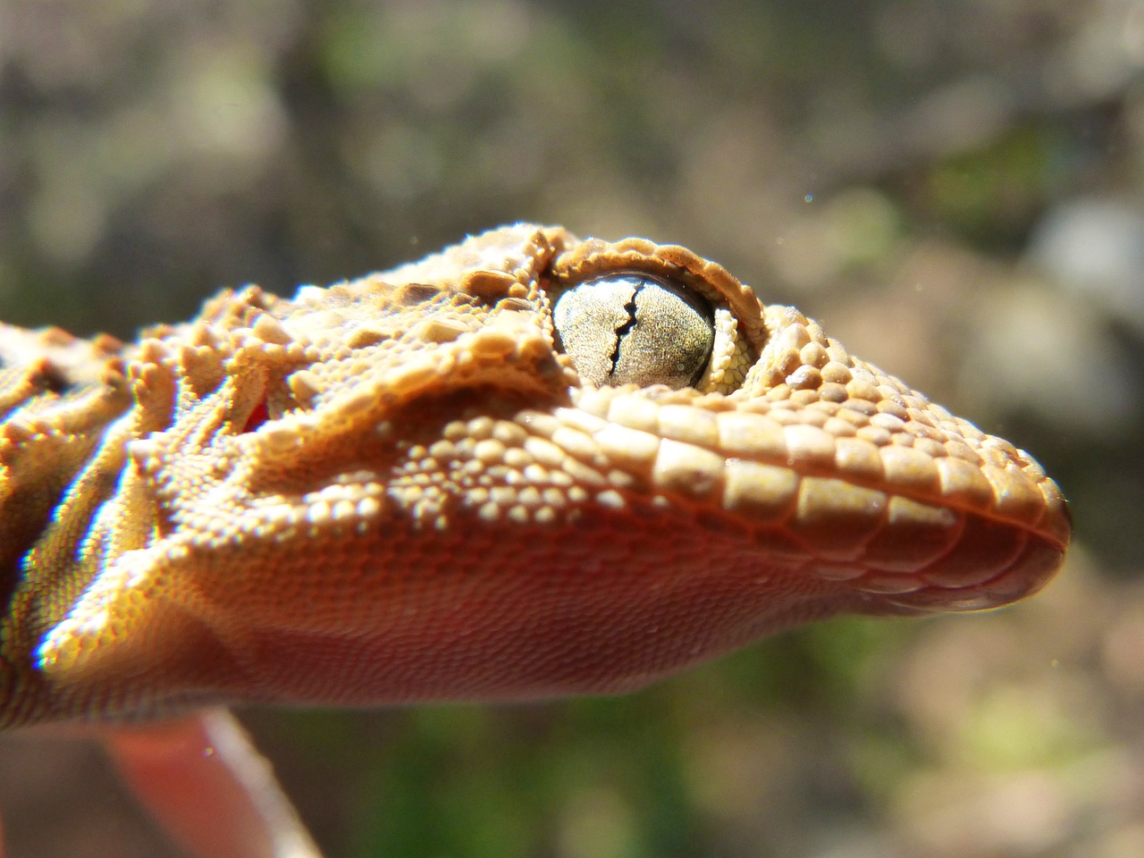 gecko lizard reptile free photo