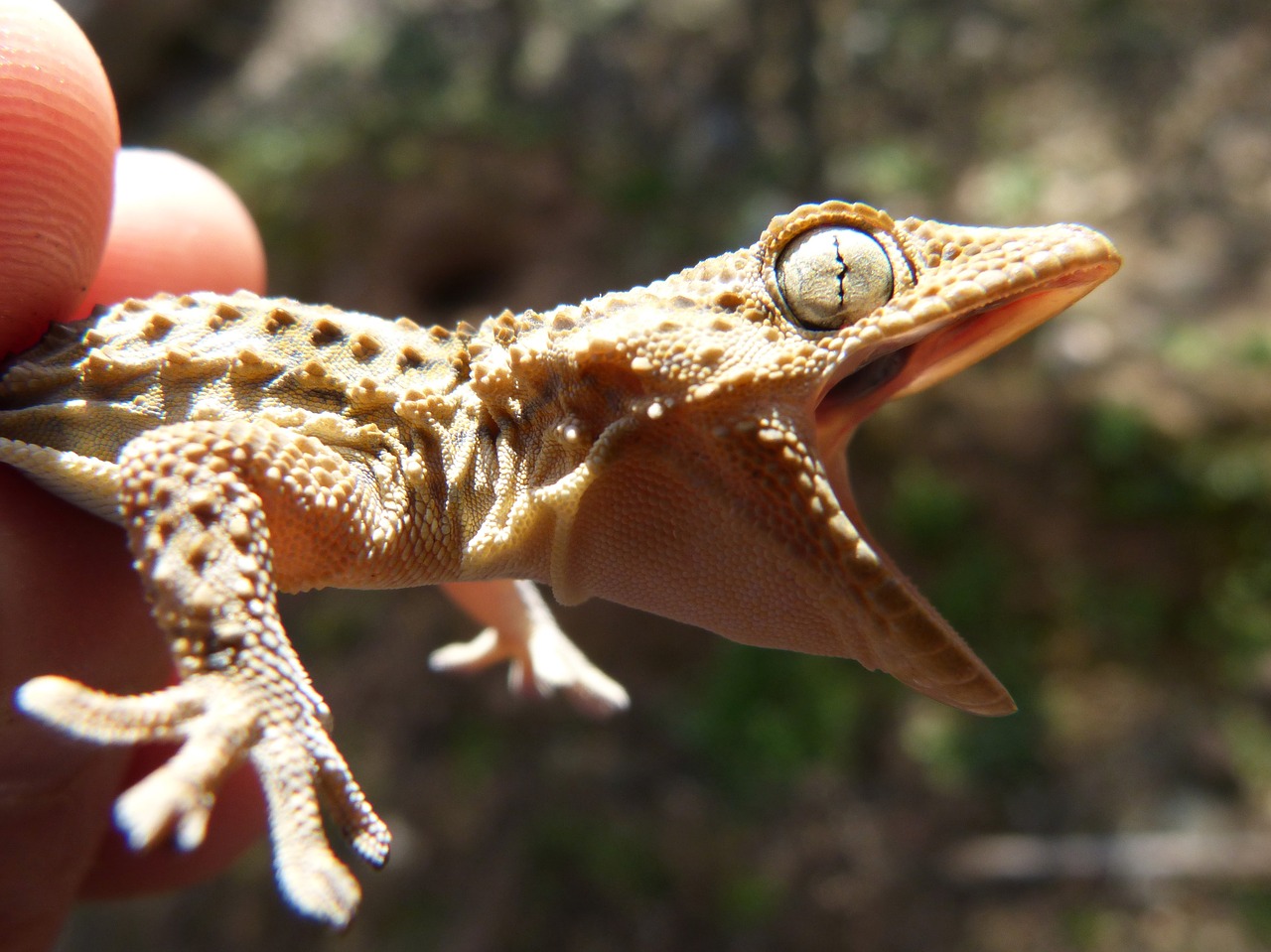 gecko dragon lizard free photo