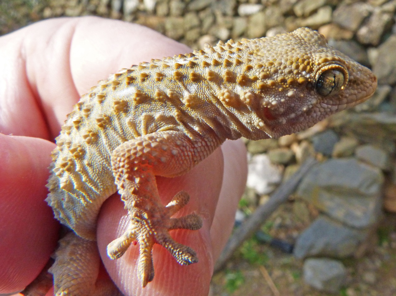 gecko lizard dragon free photo