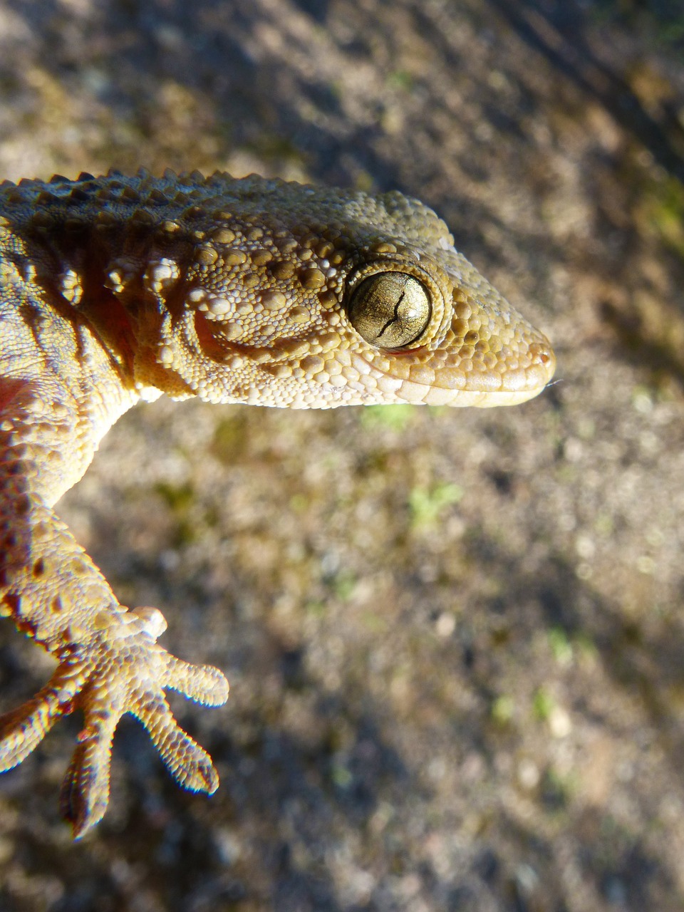 gecko lizard reptile free photo