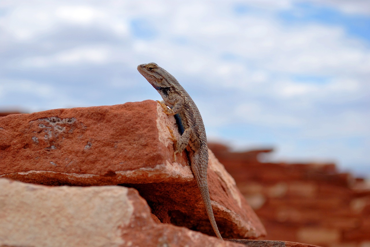 gecko lizard reptile free photo