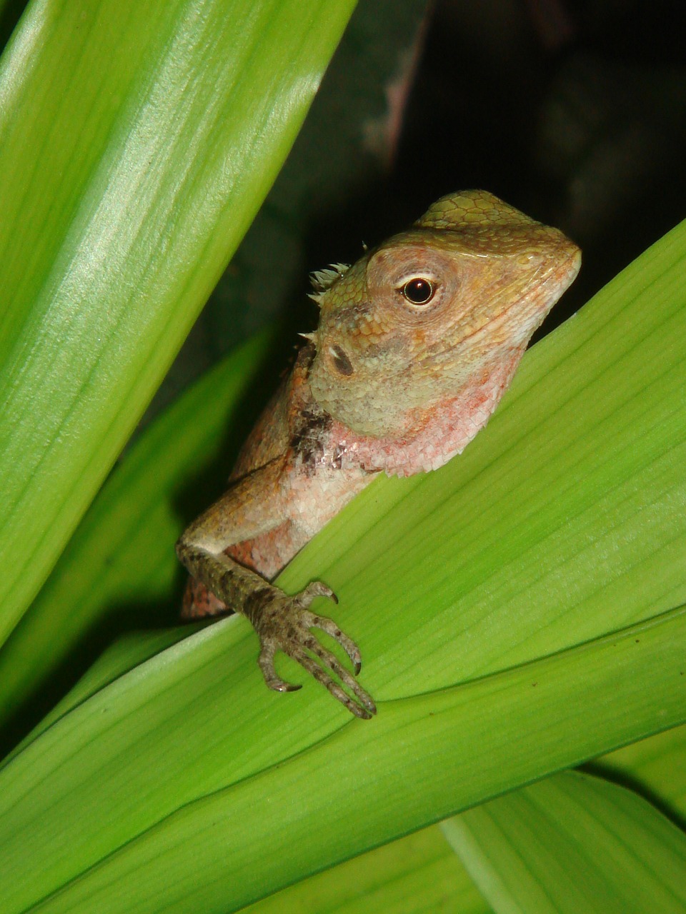 gecko maldives lizard free photo